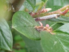 Tortricoidea