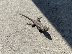 Sceloporus undulatus
