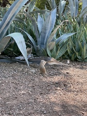 Xerospermophilus tereticaudus