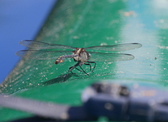 Dromogomphus spinosus