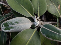 Pachystegia insignis