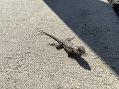 Sceloporus undulatus