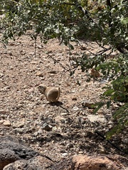 Xerospermophilus tereticaudus