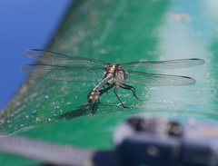 Dromogomphus spinosus