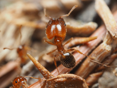 Pheidole pilifera