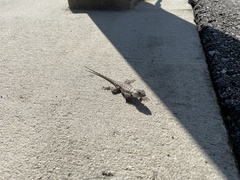 Sceloporus undulatus