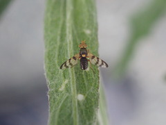 Tephritidae