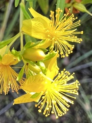 Hypericum prolificum