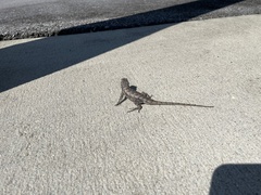 Sceloporus undulatus