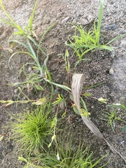 Lindernia anagallidea