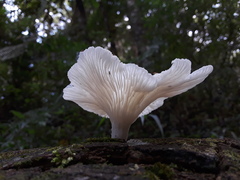 Basidiomycota