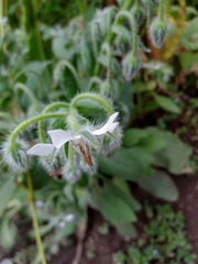 Borago officinalis