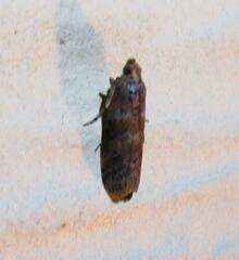 Sciota rubrisparsella