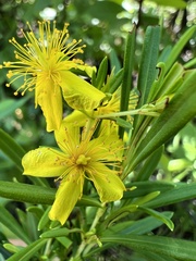 Hypericum prolificum