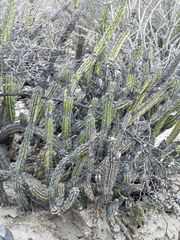 Stenocereus gummosus