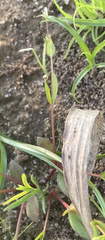 Lindernia anagallidea