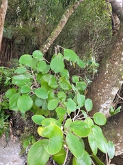Brachyglottis rotundifolia