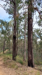 Eucalyptus fibrosa