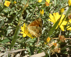 Phyciodes pulchella camillus