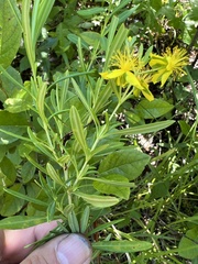 Hypericum prolificum