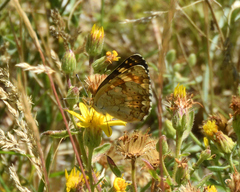 Phyciodes pulchella camillus