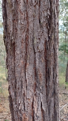 Eucalyptus fibrosa
