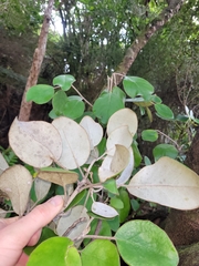 Brachyglottis rotundifolia