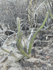 Stenocereus gummosus