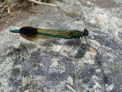 Calopteryx aequabilis