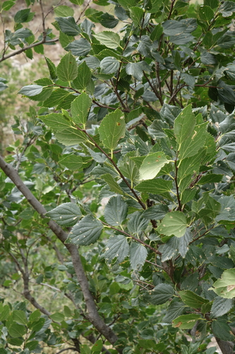 Celtis glabrata, photograph 3