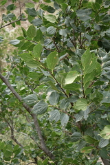 Oleg Kosterin, CC BY, iNaturalist via GBIF Celtis glabrata, photograph Oleg Kosterin, CC BY, iNaturalist via GBIF