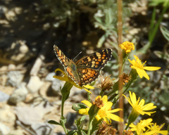 Phyciodes pulchella camillus
