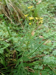 Nemosenecio formosanus