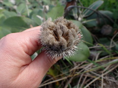 Pachystegia insignis