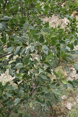 Oleg Kosterin, CC BY, iNaturalist via GBIF Celtis glabrata, photograph Oleg Kosterin, CC BY, iNaturalist via GBIF