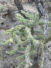 Cylindropuntia cholla