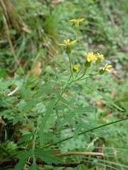Nemosenecio formosanus