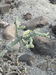 Cylindropuntia cholla