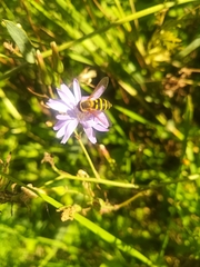 Syrphus ribesii