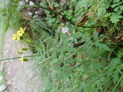 Nemosenecio formosanus
