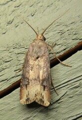 Agrotis ipsilon