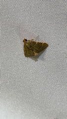 Hypsopygia binodulalis