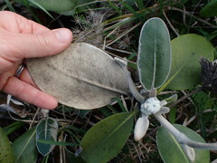 Pachystegia insignis