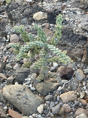 Cylindropuntia cholla