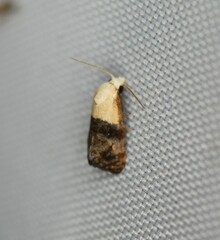 Eugnosta erigeronana