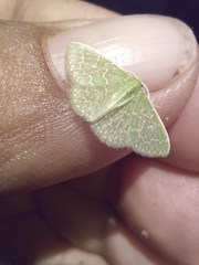 Synchlora