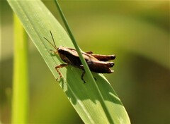 Tettigidea lateralis