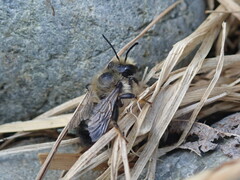 Megachilidae