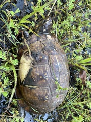 Terrapene carolina major