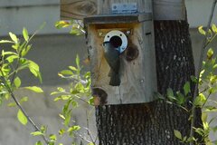 Baeolophus atricristatus